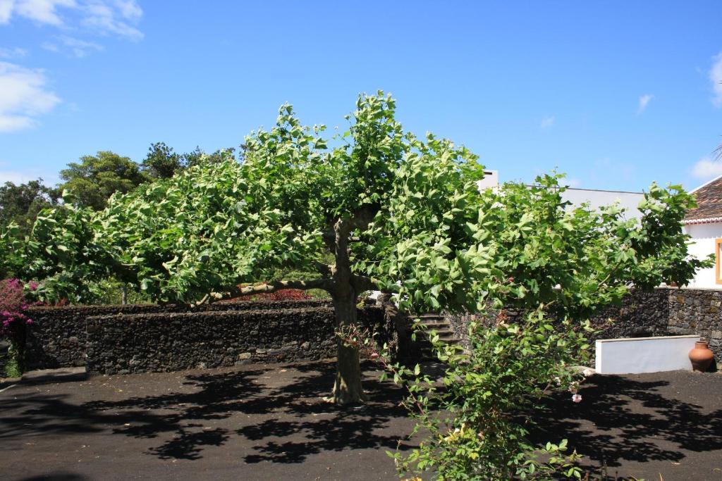 Quinta De Sao Caetano - Sao Miguel Acores Populo  エクステリア 写真